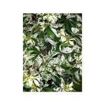 Vigne vierge japonaise 'star shower' pot de 1, 5l / 2l Vigne vierge japonaise 'star shower' pot de 1, 5l / 2l