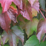 Vigne vierge japonaise 'veitchii' ' veitchii' - 60 - 80 cm pot