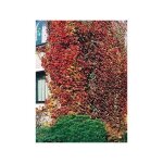 Vigne vierge japonaise 'veitchii' godet de 8 / 9 cm