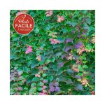 Javoy plantes - vigne vierge japonaise 'veitchii robusta' 3l Javoy plantes - vigne vierge japonaise 'veitchii robusta' 3l