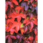 Le jardin du pic vert - vigne vierge japonaise 'veitchii robusta' pot de 2l / 3l