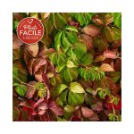 Vigne vierge quinquefolia - parthenocissus 3l - 60 / 90cm Vigne vierge quinquefolia - parthenocissus 3l - 60 / 90cm