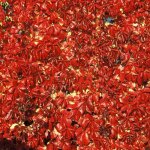 Vigne vierge quinquefolia red wall® 'troki' / pot de 2l Vigne vierge quinquefolia red wall® 'troki' / pot de 2l