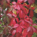 Vigne vierge de virginie 'engelmannii' - 50 - 60 cm pot