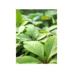 Le jardin du pic vert - vigne vierge vraie, vigne vierge de virginie 'murorum' pot de 3l / 4l Le jardin du pic vert - vigne vierge vraie, vigne vierge de virginie 'murorum' pot de 3l / 4l