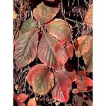 Le jardin du pic vert - vigne vierge vraie, vigne vierge de virginie pot de 2l / 3l 80 / 90cm