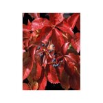 Vigne vierge vraie, vigne vierge de virginie red wall® 'trok' pot de 2l / 3l Vigne vierge vraie, vigne vierge de virginie red wall® 'trok' pot de 2l / 3l