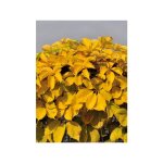 Vigne vierge 'yellow wall' pot de 1, 5l / 2l