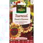 Tournesol beauté d'automne vilmorin Tournesol beauté d'automne vilmorin