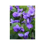 Violette � parfum 'k�nigin charlotte' godet de 8 / 9 cm