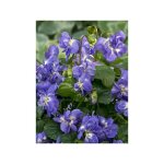 Violette � parfum 'plena' pot de 2l / 3l