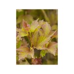 Viorne 'bailey compact' pot de 3l / 4l