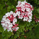 Viorne de carle - viburnum carlesii - 50 - 60 cm pot