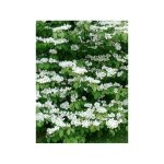 Viorne de chine 'mariesii' godet de 8 / 9 cm