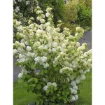 Viorne de chine 'popcorn' pot de 3l / 4l