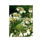 Viorne de chine 'watanabe' godet de 8 / 9 cm