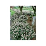 Viorne de david godet de 8 / 9 cm