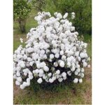 Le jardin du pic vert - viorne 'eskimo' pot de 4l / 5l