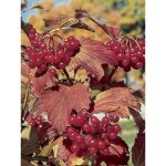 Viorne � feuilles d'�rable 'wentworth' pot de 3l / 4l