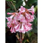 Viorne d'hiver 'dawn' pot de 6l / 7l