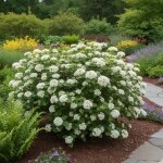 Viorne lantane, viburnum / pot de 4l