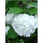 Viorne obier, boule de neige 'roseum' pot de 7, 5l / 10l
