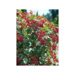 Viorne obier 'compactum' godet de 8 / 9 cm