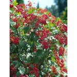 Le jardin du pic vert - viorne obier 'compactum' pot de 3l / 4l