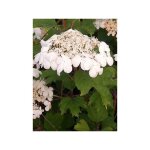 Viorne obier pot de 2l / 3l