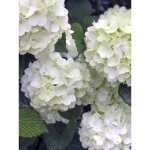 Viorne 'opening day' pot de 1, 5l / 2l