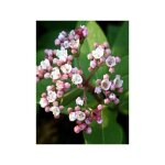 Viorne tin, laurier tin 'eve price' pot de 2l / 3l