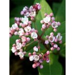 Viorne tin, laurier tin 'eve price' pot de 7, 5l / 10l