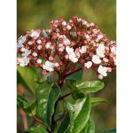 Viorne tin, laurier tin godet de 8 / 9 cm Viorne tin, laurier tin godet de 8 / 9 cm