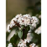 Viorne tin, laurier tin pot de 7, 5l / 10l