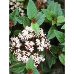 Viorne tin, laurier tin 'spirit' pot de 1, 5l / 2l