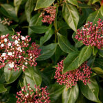 Viorne tin, laurier tin - viburnum tinus - 60 - 80 cm pot