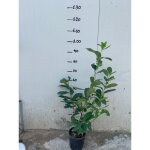 Vivaio garden forest - 50 laurocesasus laurocesasus plantes h 70 / 80 cm plantes de haie