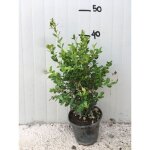Vivaio garden forest - 50 plantes buis buxus sempervirens pot 14cm h 40cm photos réelles Vivaio garden forest - 50 plantes buis buxus sempervirens pot 14cm h 40cm photos réelles