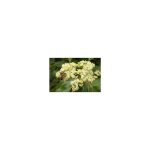 Vivaio garden forest - arbre � miel (evodia tetradium danielli) photos r�elles h 80cm