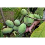 Vivaio garden forest - asimina triloba tournesol greff bananier de montagne h 70cm