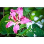 Vivaio garden forest - bauinia purpurea plante, bauhinia, arbre � orchid�es photo r�elle