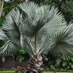 Vivaio garden forest - bismarckia nobilis - bismarkia nobilis vaso 26cm h 130cm