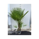 Vivaio garden forest - chamaerops humilis, palmier nain, palmier de saint - pierre photos réelles Vivaio garden forest - chamaerops humilis, palmier nain, palmier de saint - pierre photos réelles