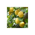 Vivaio garden forest - citronnier fleur d'oranger blanc pot 24cm photos r�elles