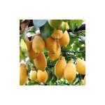 Vivaio garden forest - citronnier lunaire 4 saisons en phytocellules photos r�elles