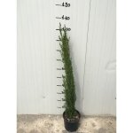 Cupressus sempervirens vase totem (cypr�s) 18cm h 100 cm photos r�elles