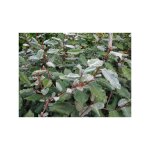 Eleagnus ebbingei pot 24cm