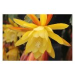 Epiphyllum gant  fleurs jaunes langue de belle - mre photos relles pot 14cm