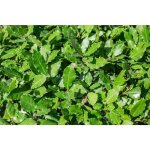 Vivaio garden forest - laurier (laurus nobilis) pot 18 h 100 cm photos relles