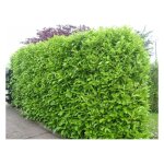 Vivaio garden forest - laurocerasus laurier (prunus laurocerasus ) pot 17cm h 70cm photo r�elle